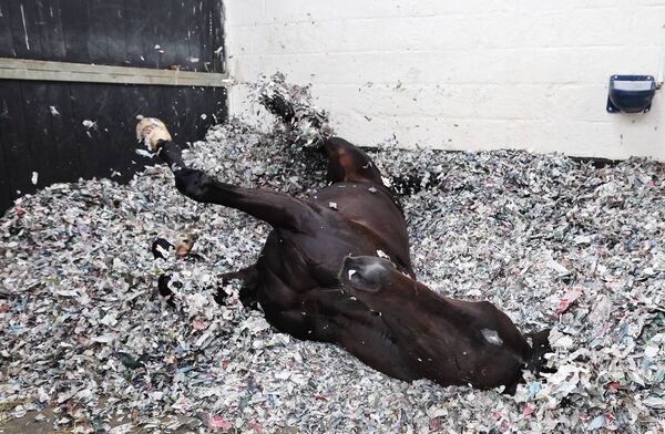 Green Impact relaxing with a roll after his work on the gallops at Commonstown Stables