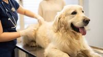 Planning for Kildare animal welfare facility is appealed 
