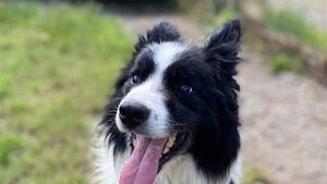 Kildare Rescue Tails: Blind dog Stevie needs a home 