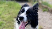 Kildare Rescue Tails: Blind dog Stevie needs a home 