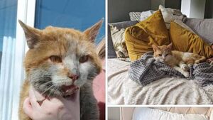 Kildare Rescue Tails: Cole scrubs up well!