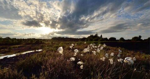 Kildare bog dumping condemned