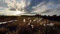 Kildare bog dumping condemned