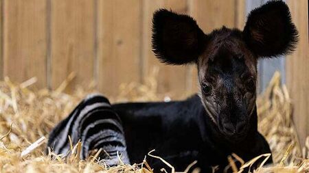 Rare and endangered okapi calf is ‘thriving’ at Dublin Zoo