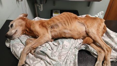 Petition launched to return dog to animal shelter