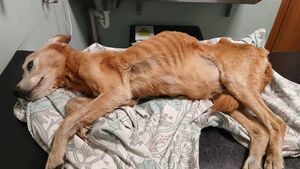 Petition launched to return dog to animal shelter Petition launched to return dog to animal shelter