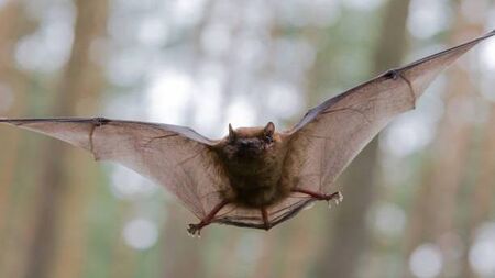 Athy invites you for a moonlight bat walk and talk