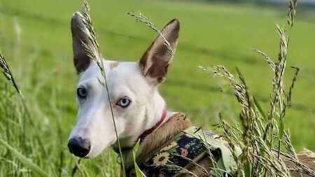 Kildare Rescue Tails: Affectionate Luca loves some fun