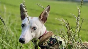 Kildare Rescue Tails: Affectionate Luca loves some fun
