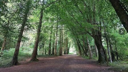 South Kildare woods gets €30k for upgrades