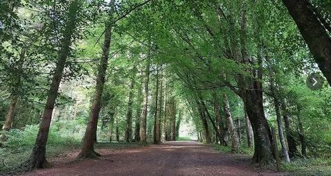 South Kildare woods gets €30k for upgrades