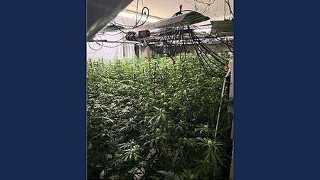 Over €750,000 cannabis seized and two men (40s) arrested after growhouse discovered in Drogheda