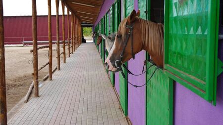 Kildare residents battle shipping magnate's stud plans