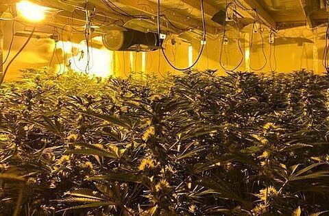 Five arrested as cannabis worth more than €579,000 seized in NI - News ...