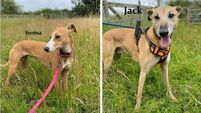Kildare Rescue Tails: A busy weekend ahead of fundraising and fostering