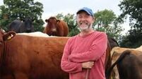 Kildare farmer gets permission to plant forestry on 18 acre site