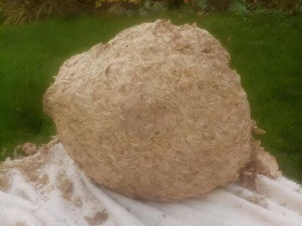 A wasp nest removed by Terry A wasp nest removed by Terry