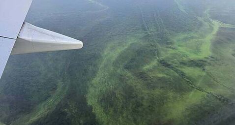 Call for urgent cross-party action to save Lough Neagh