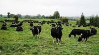 Officers acted proportionately in shooting ‘aggressive’ cow heading towards busy road