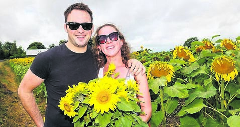 Sunflowers bloom all at once for spectacular fundraiser near Castledermot