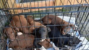 'Finder' of Laois Dumped pups admits he is the owner