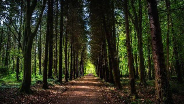 <p>Moore Abbey Woods is one area that will benefit</p>