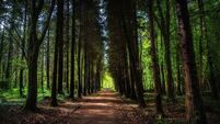 €175,000 for four Kildare recreational areas