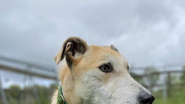 <p>Sonny</p>