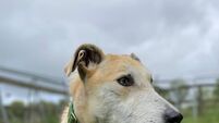 Kildare Rescue Tails: Sonny happy to lounge around