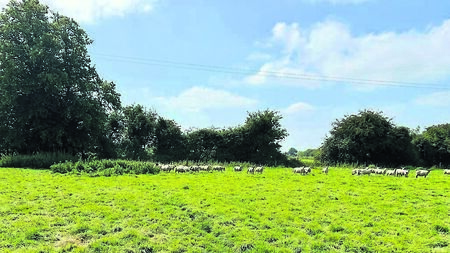 Over 30 acres of Kildare land to be auctioned this month