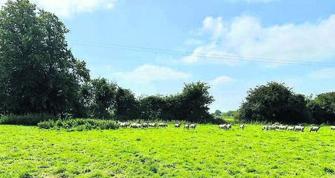 Over 30 acres of Kildare land to be auctioned this month