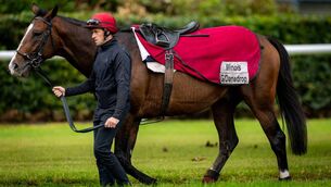 <p>Illinois, pictured recently on the gallops at Ballydoyle, is one of Aiden O'Brien's fancied horses for the Irish St Leger at the Curragh on Sunday Photo: ©INPHO/Morgan Treacy</p>