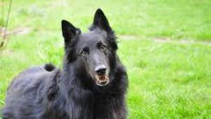 Dog attack near Kildare/Wicklow border ends in €3,000 compensation