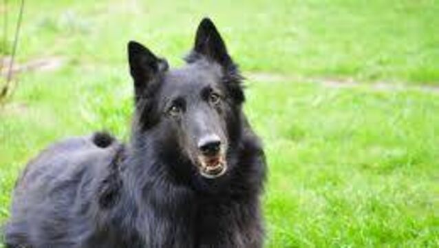 Dog attack near Kildare/Wicklow border ends in €3,000 compensation