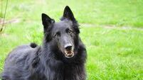 Dog attack near Kildare/Wicklow border ends in €3,000 compensation