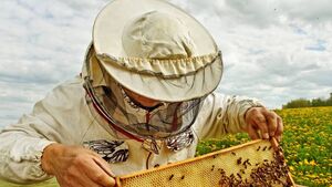 Living Greener: Beekeeping is worth the effort