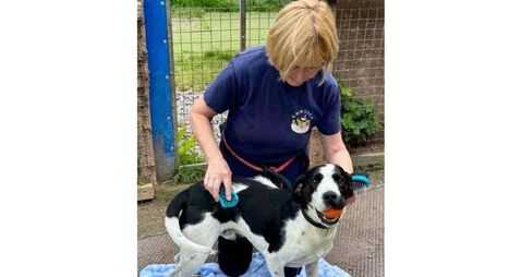 Kildare Rescue Tails: Charity couldn’t survive without our volunteers 