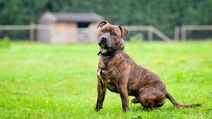 Unmuzzled Staffie in Athy costs its owner €400 in fines