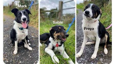 Kildare Rescue Tails: Collies make great family pets