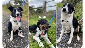 Kildare Rescue Tails: Collies make great family pets Kildare Rescue Tails: Collies make great family pets