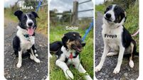 Kildare Rescue Tails: Collies make great family pets