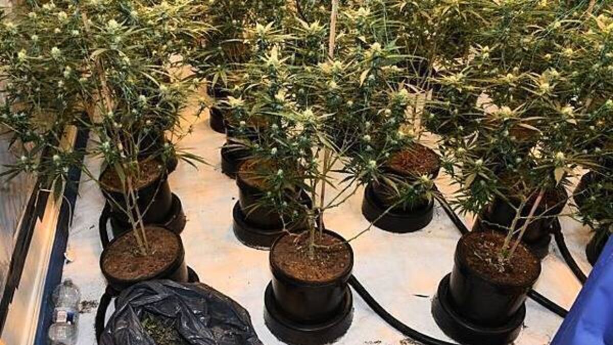Two men (20s and 50s) arrested after €164,000 worth of cannabis seized in Wexford