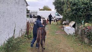 Horses removed by Kildare Co Council & gardaí following sulkie reports