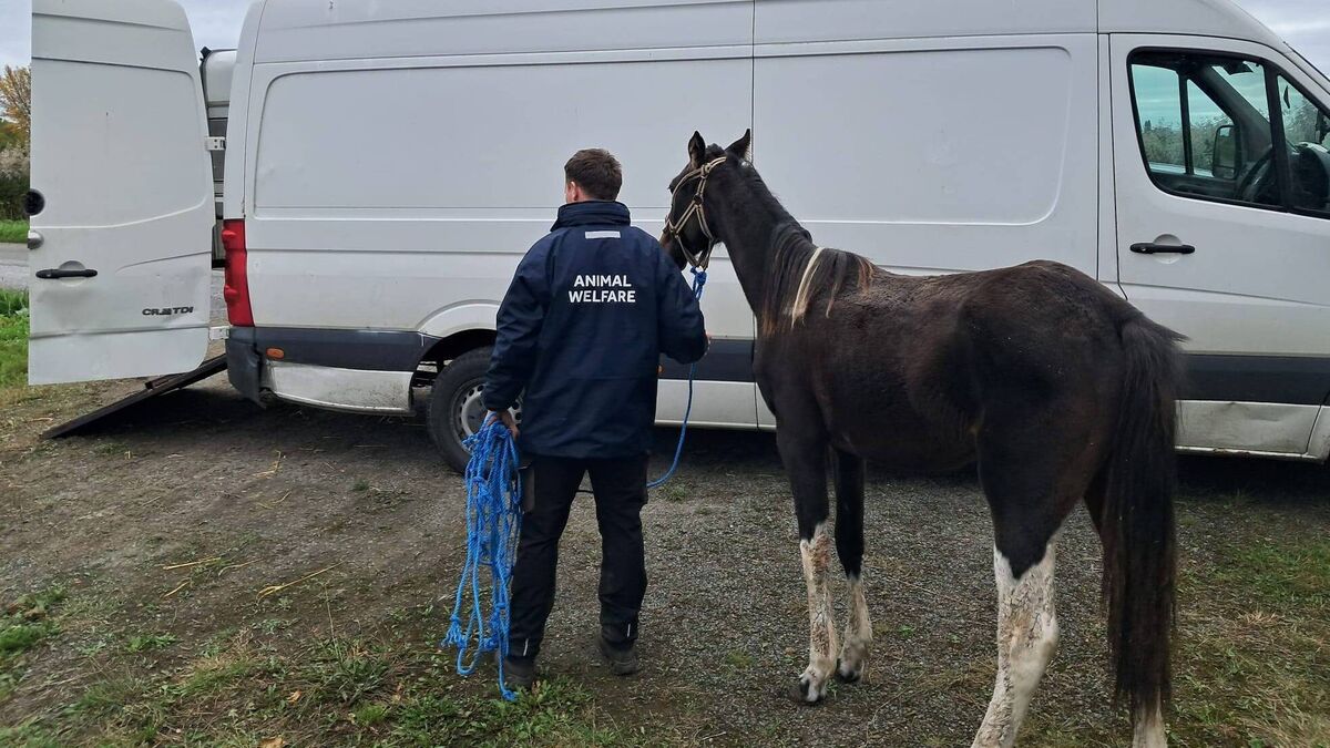 Kildare Co Council & gardaí plan crackdown on illegally kept horses