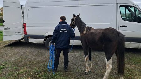 Kildare Co Council & gardaí plan crackdown on illegally kept horses