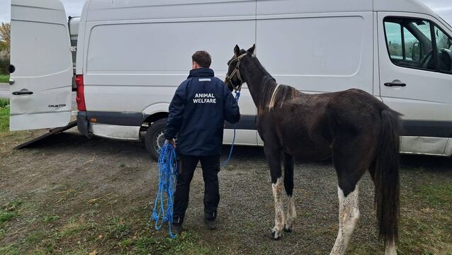 Kildare Co Council & gardaí plan crackdown on illegally kept horses