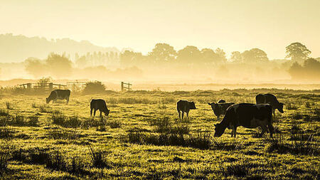 Farmer with three cows dying a week said he made 'mistakes', court hears