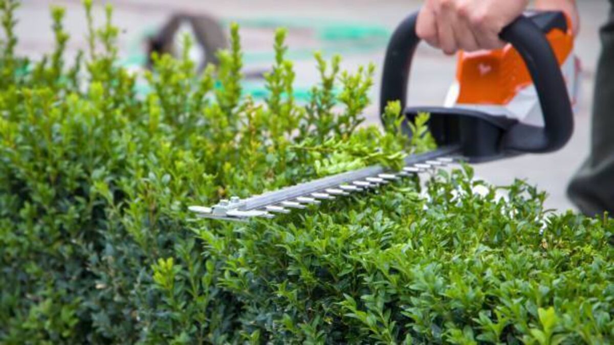 Kildare landowner fined €15k for hedgerow destruction out of season