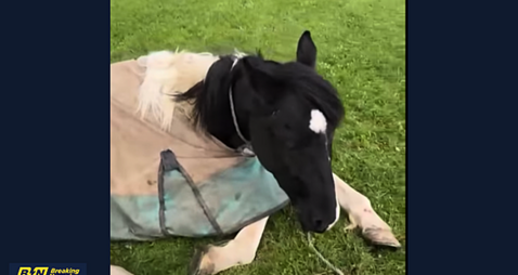 Horse used during Citywest protest found collapsed