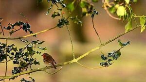 Fota Wildlife Park extends closure over bird flu outbreak